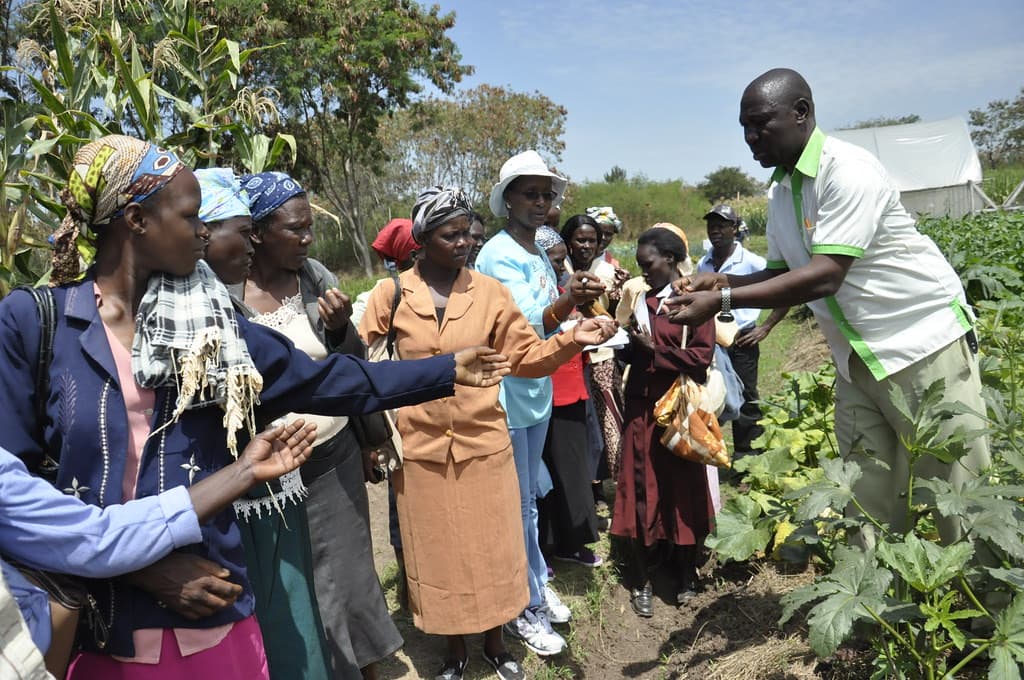 Women working together on a harvest