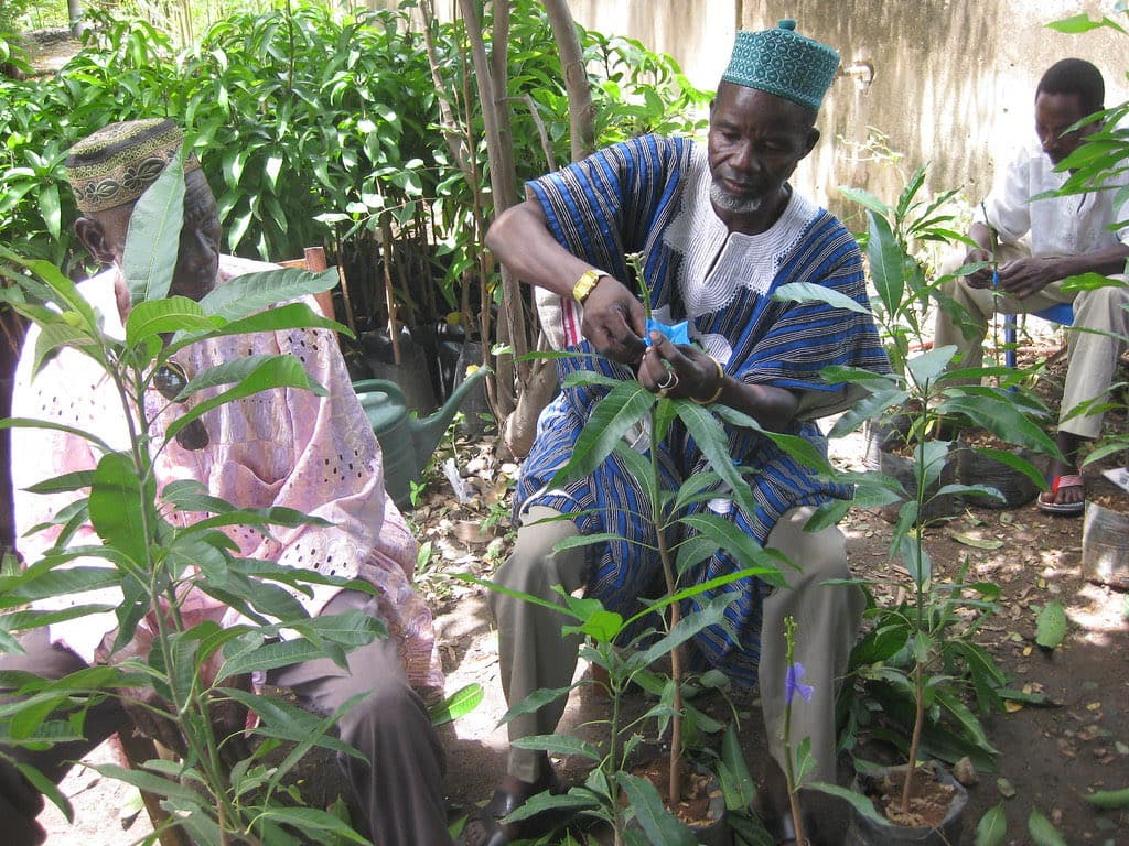 Rows of young seedlings raised in a nursery before transplanting