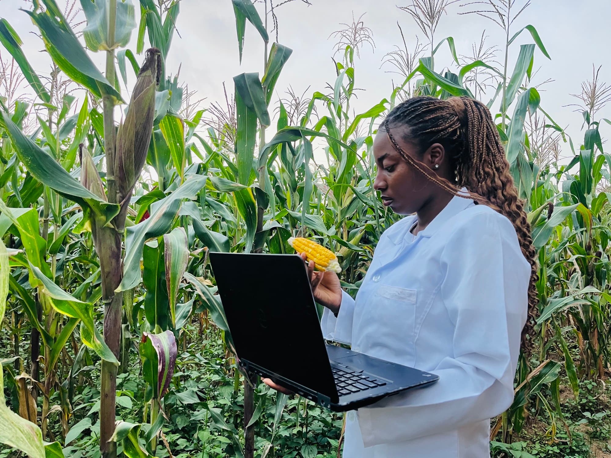 CropX cofounder Idokoh Divine Ojochide examining maize with a laptop in a cornfield