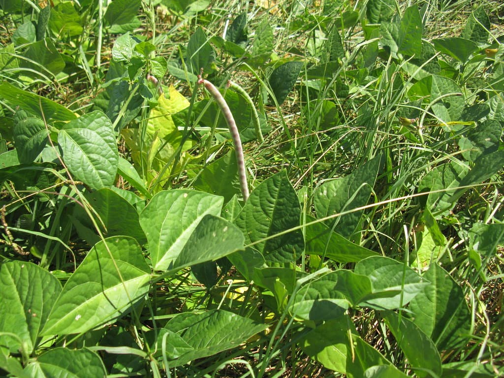 Cowpea plants growing in a field
