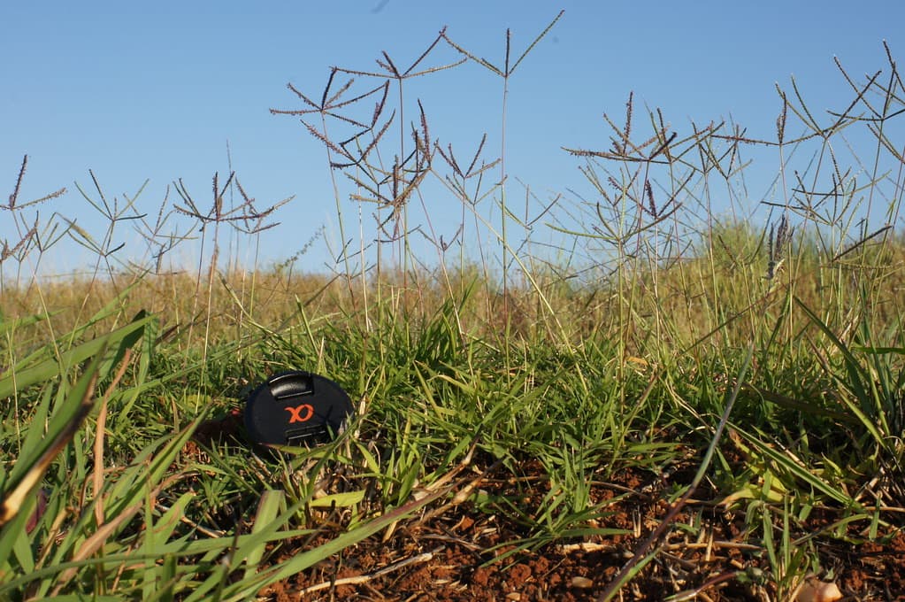 A drought tolerant crop standing in dry conditions