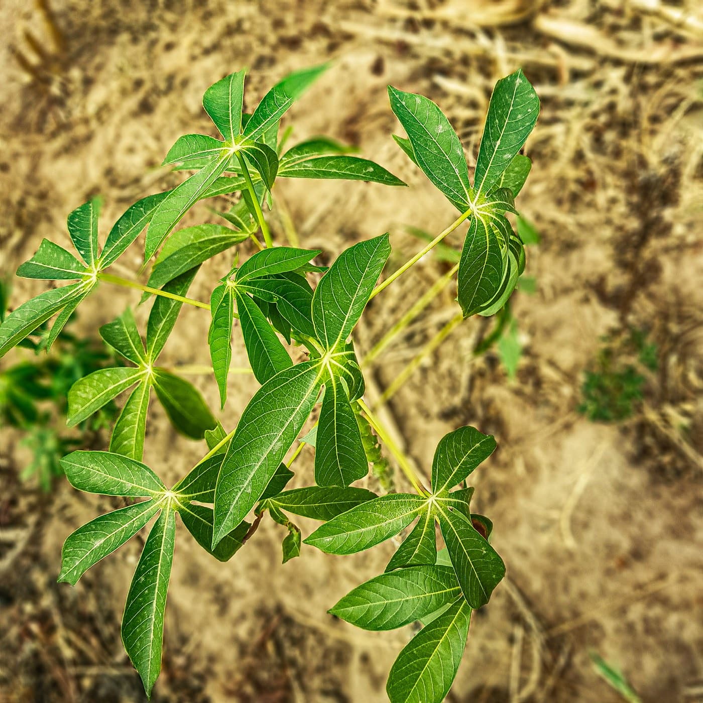 Cassava plants in the field with their distinctive lobed leaves