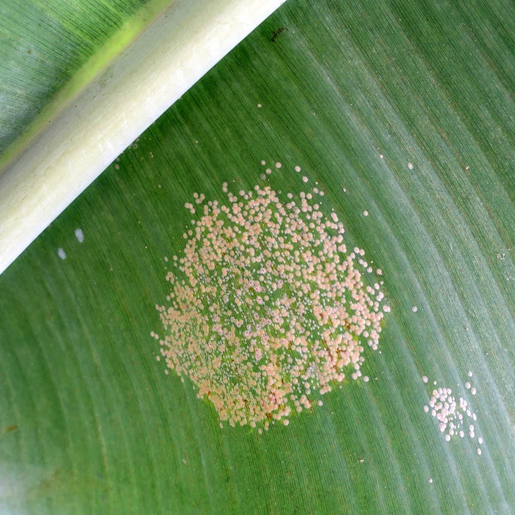 A crop leaf showing the lesions and discolouration of active disease